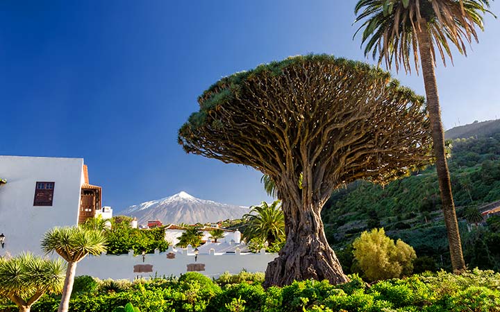 Santa Cruz de Tenerife